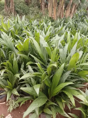 Tenera Oil Palm Seedlings