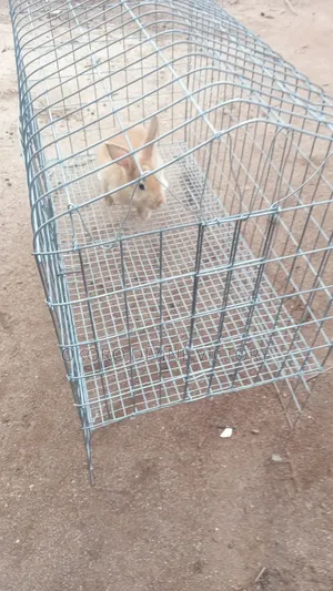 Cages for Exotic Bunnies