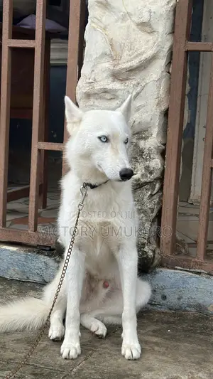 1+ year Male Purebred Siberian Husky