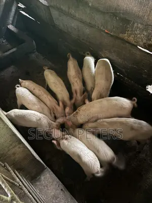 Post Weaners