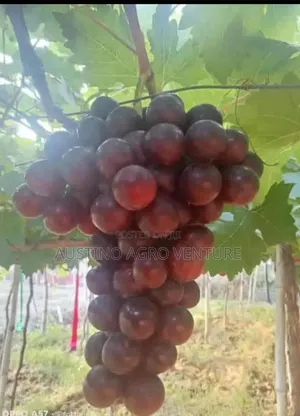 Grafted Grape Seedlings
