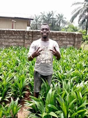 Improved Tenera Oil Palm Seedlings