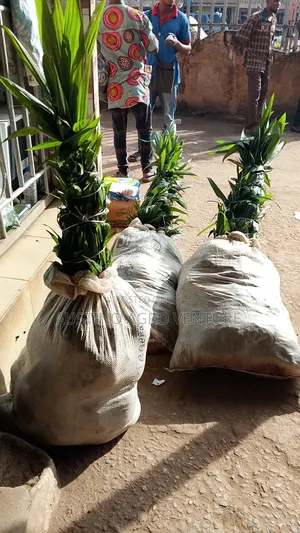 Malaysia Supergen Oil Palm Seedlings