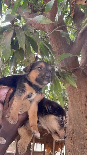 1-3 months Female Purebred German Shepherd