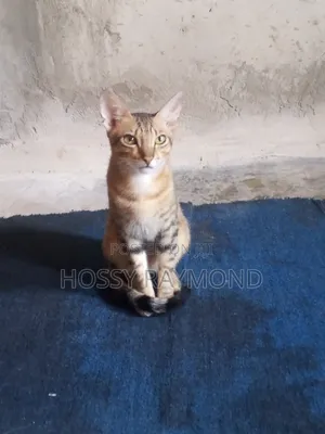 1+ year Male Mixed Breed Tabby