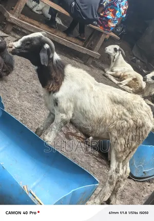 Native Ram at Affordable Prices