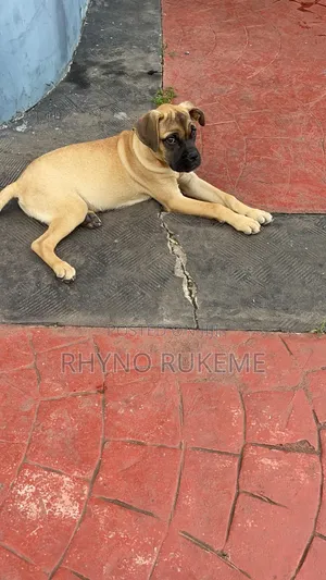 3-6 months Female Purebred Bullmastiff