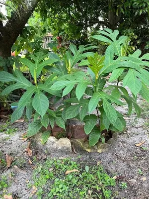 Breadfruit Seedlings