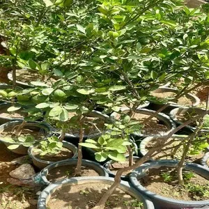 Budded Lemon Seedlings