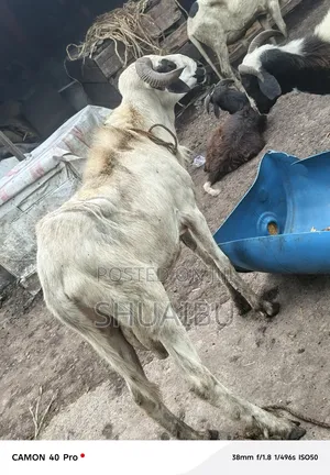 Life Rams at Affordable Prices