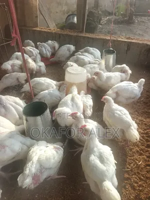 Broiler Chickens