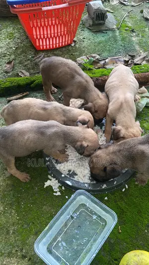 0-1 month Male Purebred Boerboel