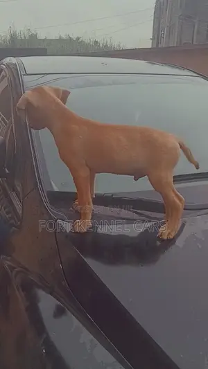 1-3 months Male Purebred Boerboel