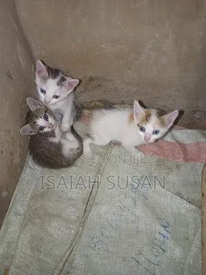 1-3 months Female Mixed Breed American Shorthair