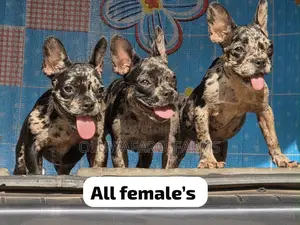 3-6 months Female Purebred French Bulldog