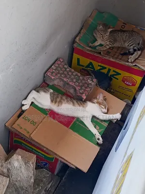 3-6 months Female Purebred Tabby