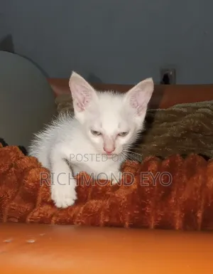 1-3 months Male Purebred American Wirehair