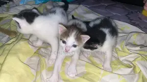1-3 months Female Purebred American Shorthair