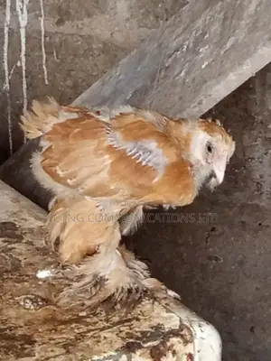 Brahmas Chicken