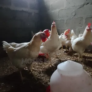 Im Selling My 3 Months Old Cockreal
