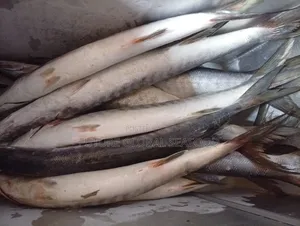 Barracuda Fish