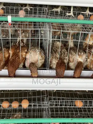 Battery Cage