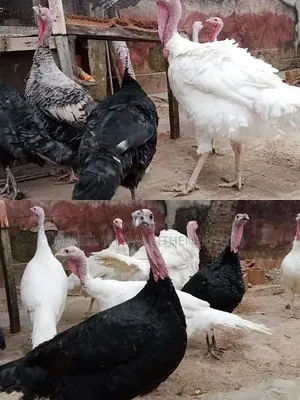 Local Turkey for Sale