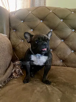 1+ year Female Purebred French Bulldog