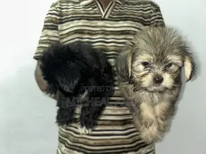 1-3 months Male Purebred Lhasa Apso