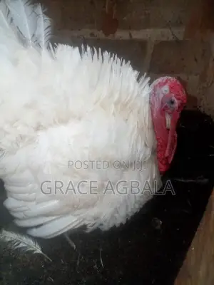 Local Turkey ( 1 Year Plus )
