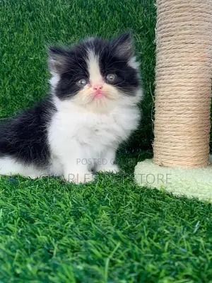 1-3 months Female Purebred Persian