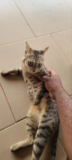 1+ year Female Mixed Breed American Shorthair