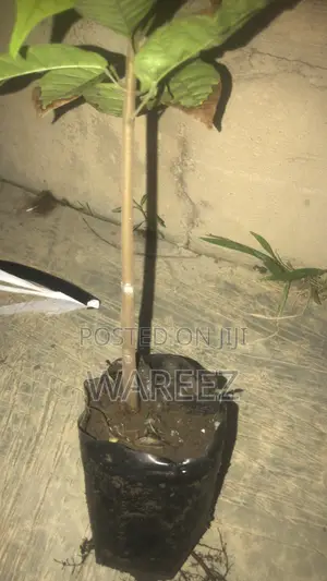 Cocoa and Oil Palm Seedlings