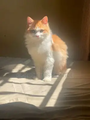 1-3 months Male Purebred Persian