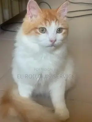 1-3 months Male Purebred Persian