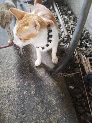6-12 months Male Purebred Tabby