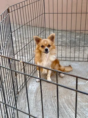 1+ year Male Purebred Chihuahua