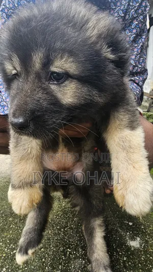 1-3 months Female Purebred Caucasian Shepherd