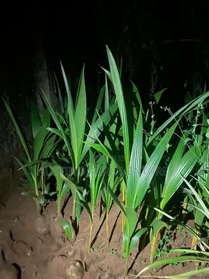 Dwarf Coconut Seedlings Green and Yellow