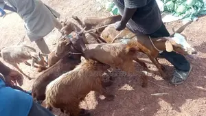 Red Sokoto Goats