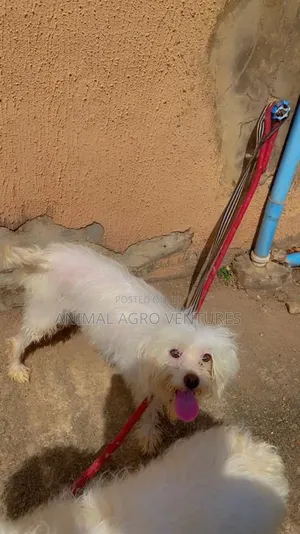 1+ year Female Purebred Lhasa Apso