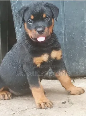 3-6 months Male Purebred Rottweiler