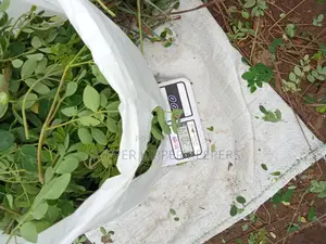 Fresh Moringa Leaf