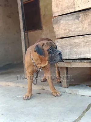 1+ year Male Purebred Boerboel