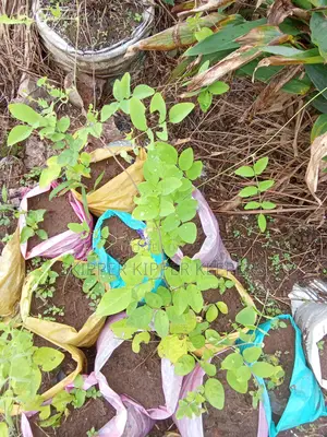 Butterfly Blue Pea