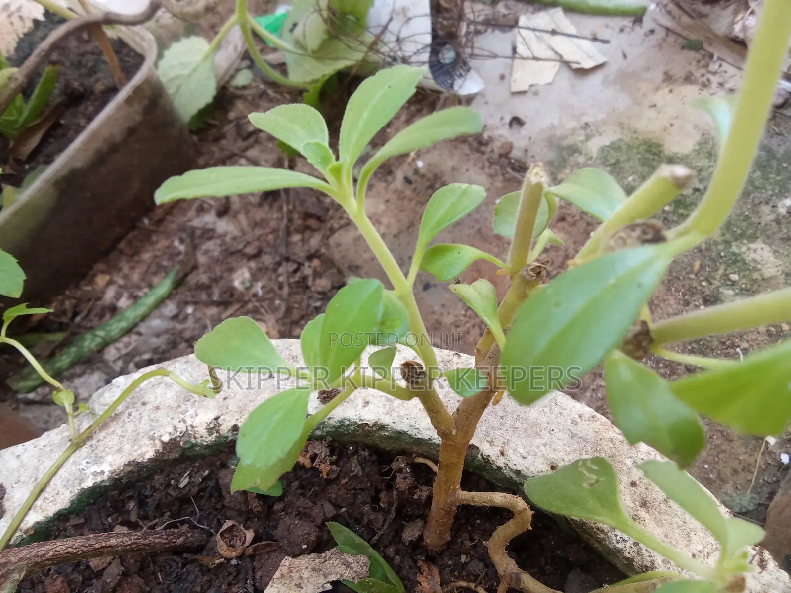 Panadol Plant