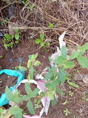 Ambunu Plant Aka Karakazi