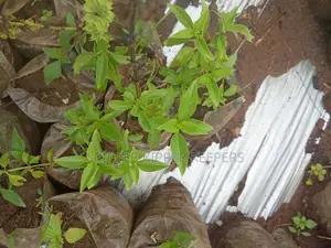 Lemon Basil