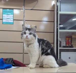 1+ year Male Purebred Persian