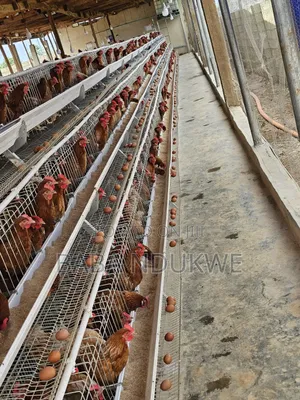 Fresh Farm Eggs for Sale